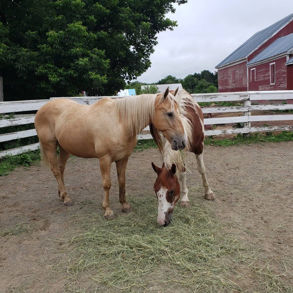 lease-horses-winter-lease-with-hemphill-s-hfs-04989