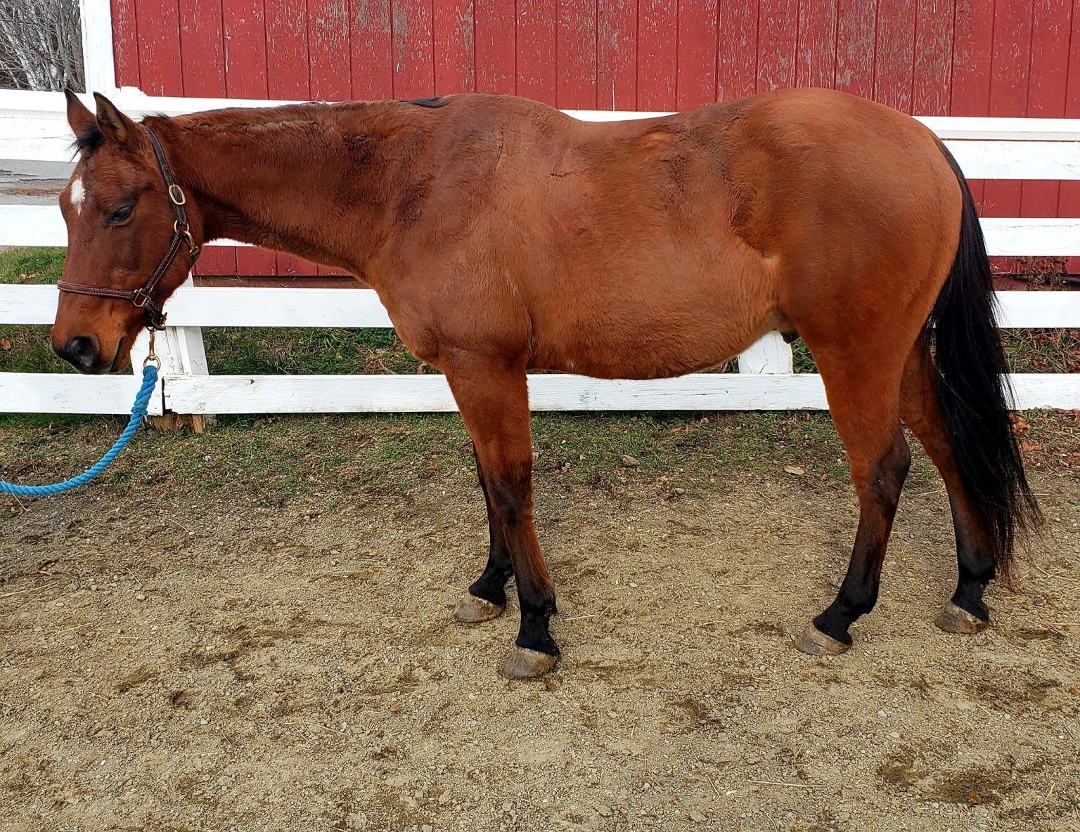 Horses For Sale Hemphill's Horses, Feed & Saddlery