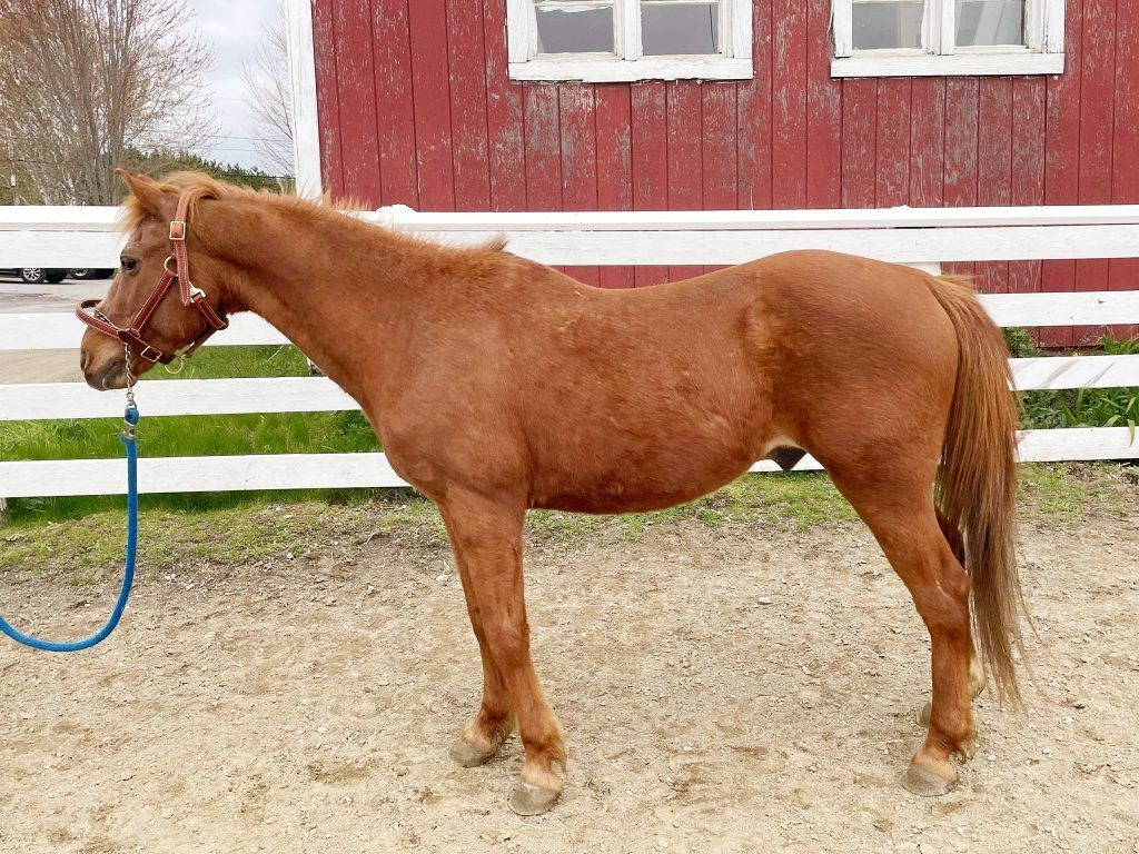 Horses For Sale Hemphill's Horses, Feed & Saddlery