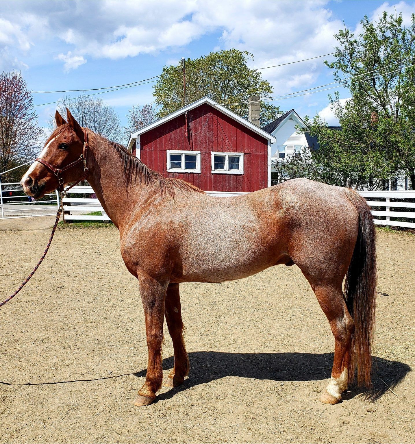 Horses For Sale Hemphill's Horses, Feed & Saddlery