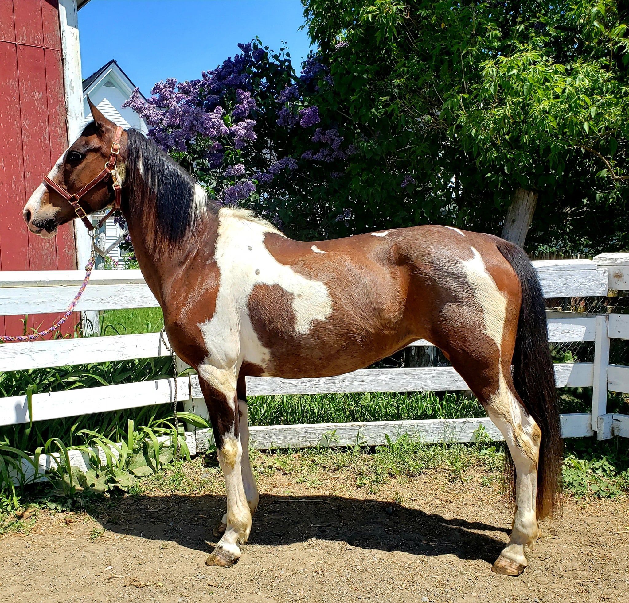 Lady A Hemphill's Horses, Feed & Saddlery
