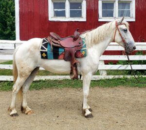 horses for sale in ga under $2 000