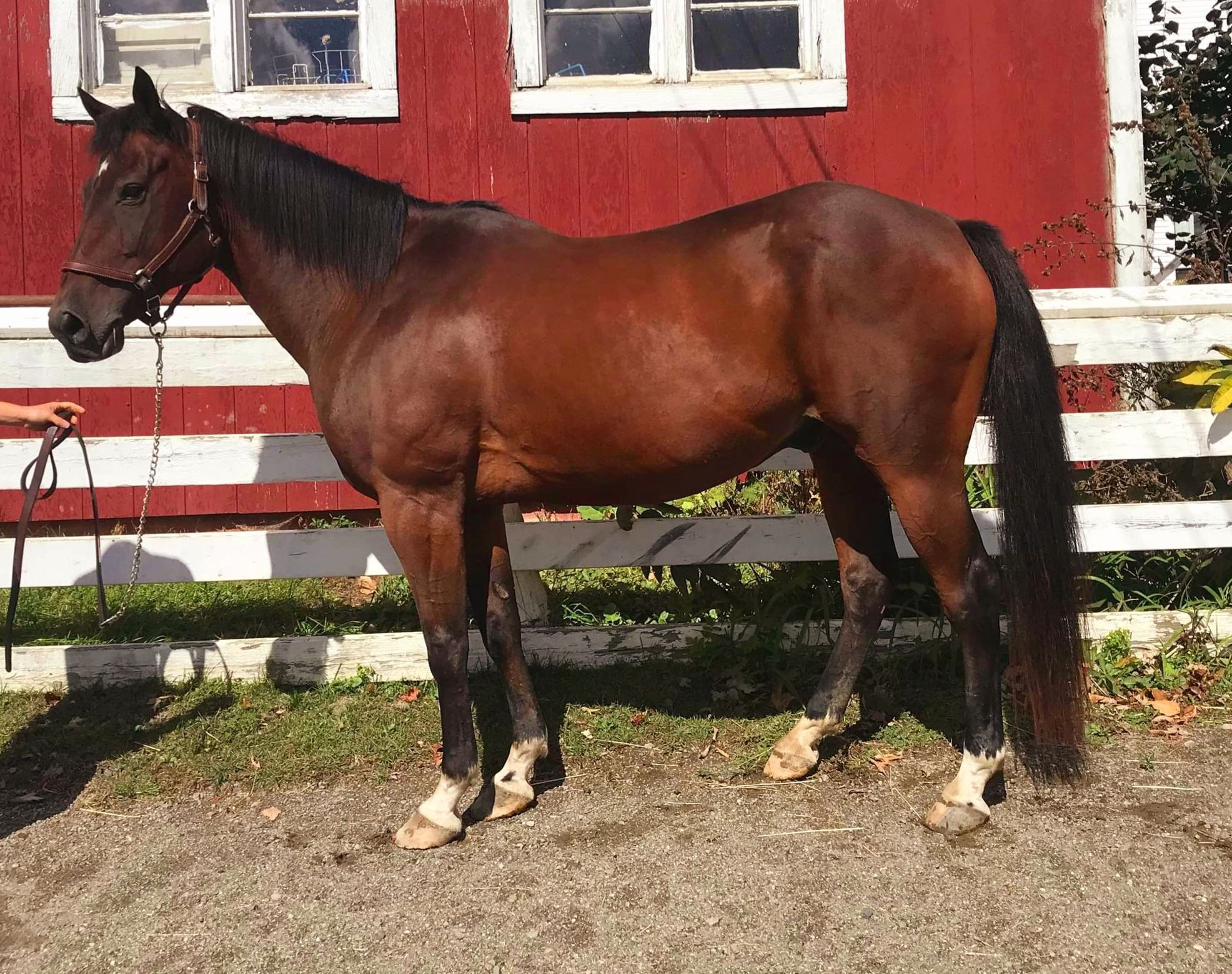 Wally Geldings Hemphill's Horses, Feed & Saddlery
