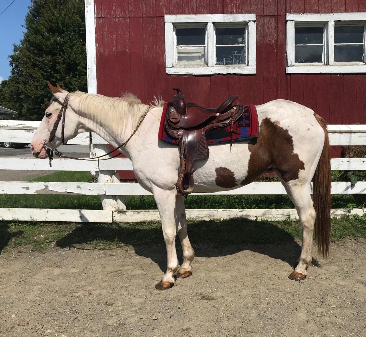Walter Geldings Hemphill's Horses, Feed & Saddlery