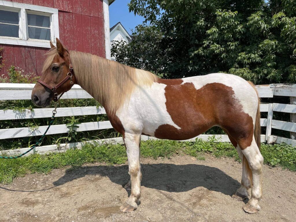 Whoa Nelly - Mares - Hemphill's Horses, Feed & Saddlery