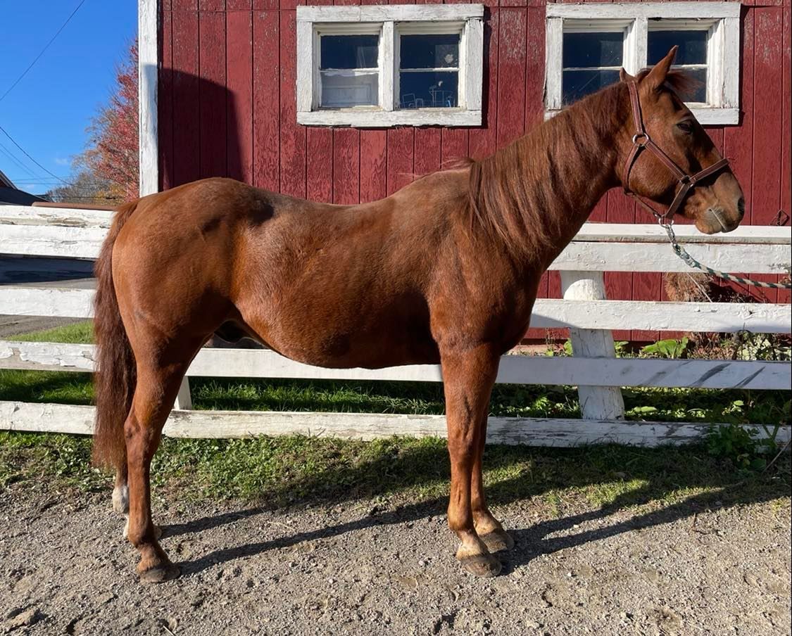 Bubba G Geldings Hemphill's Horses, Feed & Saddlery
