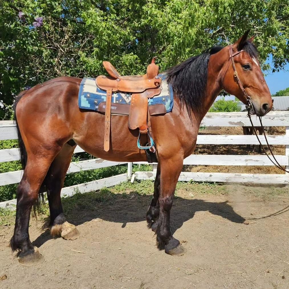 Horses For Sale | Hemphill's Horses, Feed & Saddlery | 04989