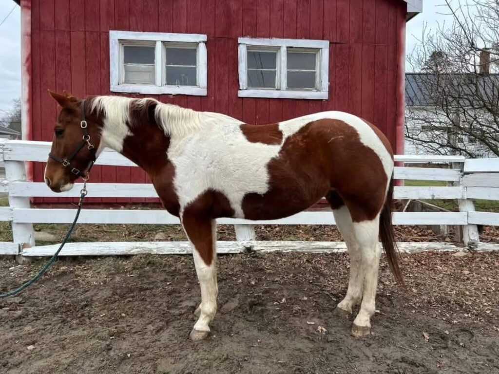 Hemingway is part of our Signature Collection. He is a 15.2h, 8 yo grade paint gelding. Enjoys riding western and hitting the trails, he has a comfortable walk, trot, canter and is easy on the eyes. Pleasant to have in the barn, trailers well, and has good ground manners, Hemingway is a lovely all around gentleman. Video to follow.