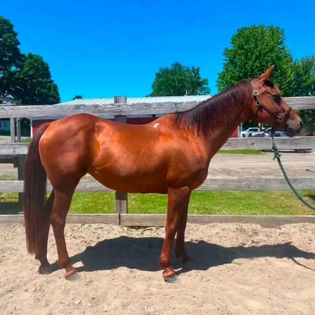 Ember
